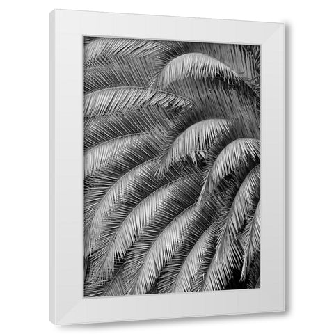 Black and White Pattern in branches of palm tree-Quito-Ecuador White Modern Wood Framed Art Print by Jones, Adam