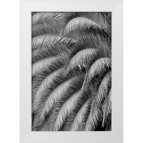 Black and White Pattern in branches of palm tree-Quito-Ecuador White Modern Wood Framed Art Print by Jones, Adam