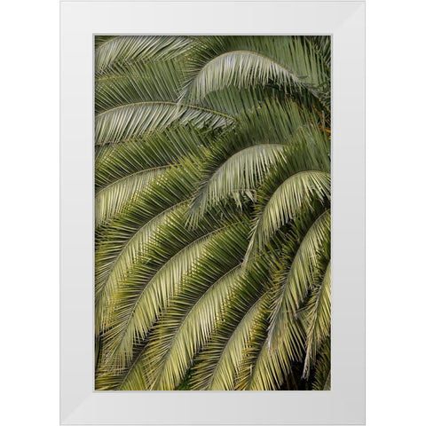 Pattern in branches of palm tree-Quito-Ecuador White Modern Wood Framed Art Print by Jones, Adam