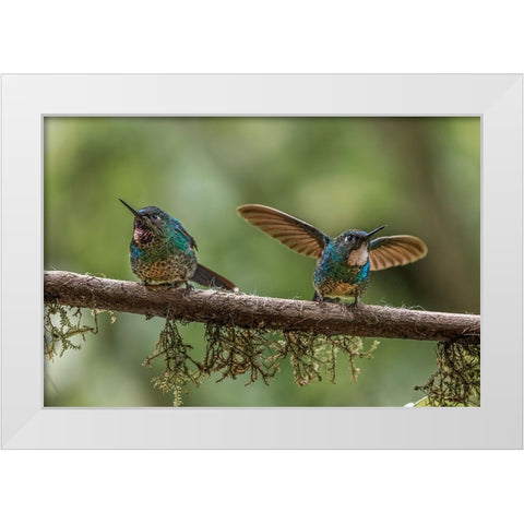 Pair of Green-crowned brilliant-Ecuador White Modern Wood Framed Art Print by Jones, Adam