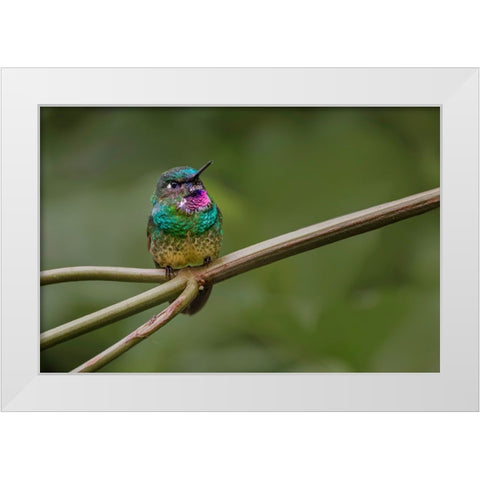 Amethyst-throated Sunangel Ecuador White Modern Wood Framed Art Print by Jones, Adam