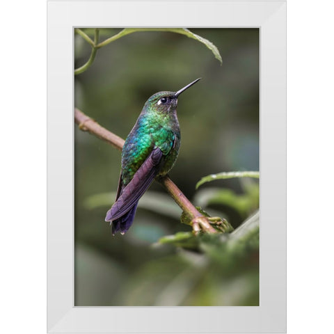 Green-crowned brilliant-Ecuador White Modern Wood Framed Art Print by Jones, Adam