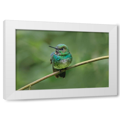 Green-crowned brilliant-Ecuador White Modern Wood Framed Art Print by Jones, Adam