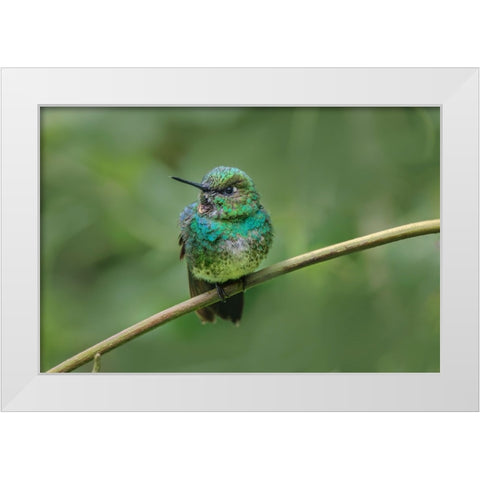 Green-crowned brilliant-Ecuador White Modern Wood Framed Art Print by Jones, Adam