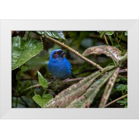 Masked flowerpiercer-Ecuador White Modern Wood Framed Art Print by Jones, Adam