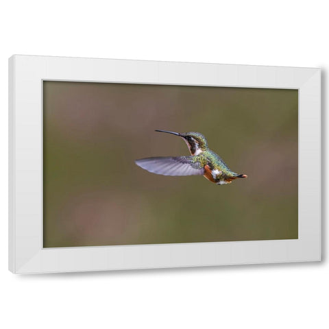Female Purple-throated Woodstar-Ecuador White Modern Wood Framed Art Print by Jones, Adam