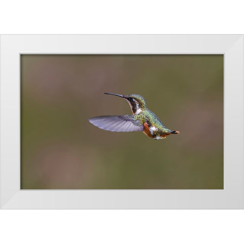 Female Purple-throated Woodstar-Ecuador White Modern Wood Framed Art Print by Jones, Adam