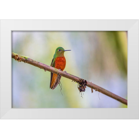 Chestnut-breasted Coronet-Ecuador White Modern Wood Framed Art Print by Jones, Adam