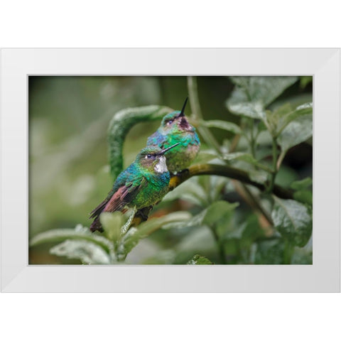 Pair of Green-crowned brilliant-Ecuador White Modern Wood Framed Art Print by Jones, Adam