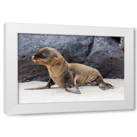Baby Galapagos sealion pup-Espanola Island-Galapagos Islands-Ecuador White Modern Wood Framed Art Print by Jones, Adam