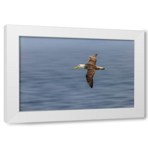 Waved albatross flying-Espanola Island-Galapagos Islands-Ecuador White Modern Wood Framed Art Print by Jones, Adam