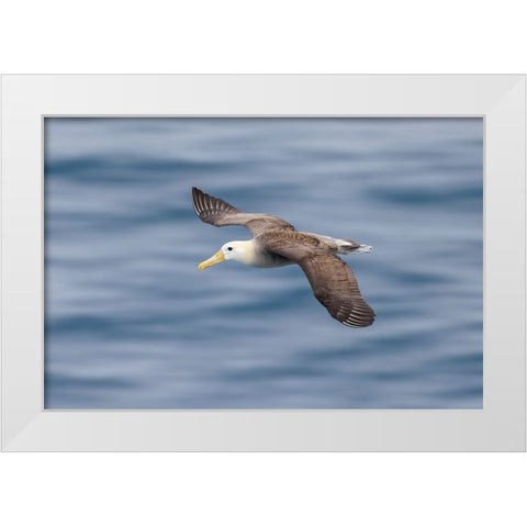 Waved albatross flying-Espanola Island-Galapagos Islands-Ecuador White Modern Wood Framed Art Print by Jones, Adam