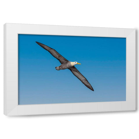 Waved albatross flying-Espanola Island-Galapagos Islands-Ecuador White Modern Wood Framed Art Print by Jones, Adam