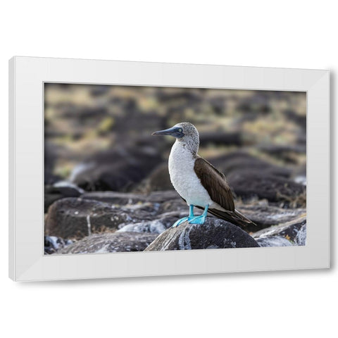Blue-footed Boobie-Espanola Island-Galapagos Islands-Ecuador White Modern Wood Framed Art Print by Jones, Adam