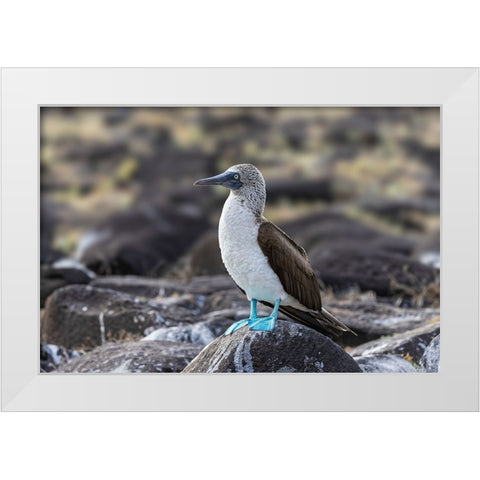 Blue-footed Boobie-Espanola Island-Galapagos Islands-Ecuador White Modern Wood Framed Art Print by Jones, Adam
