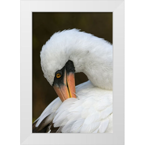 Nazca booby preening feathers-Espanola Island-Galapagos Islands-Ecuador White Modern Wood Framed Art Print by Jones, Adam