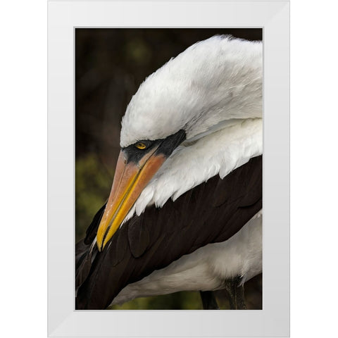 Nazca booby preening feathers-Espanola Island-Galapagos Islands-Ecuador White Modern Wood Framed Art Print by Jones, Adam