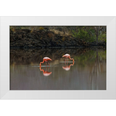Galapagos Flamingo or Caribbean flamingo-Flamingo Lagoon-Punta Cormorant Floreana Island White Modern Wood Framed Art Print by Jones, Adam