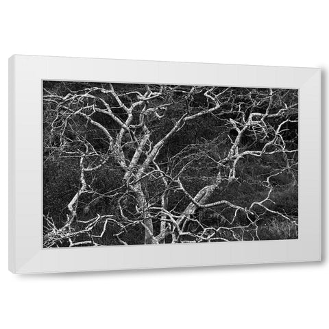 Palo santo tree Floreana Island-Galapagos Islands-Ecuador White Modern Wood Framed Art Print by Jones, Adam