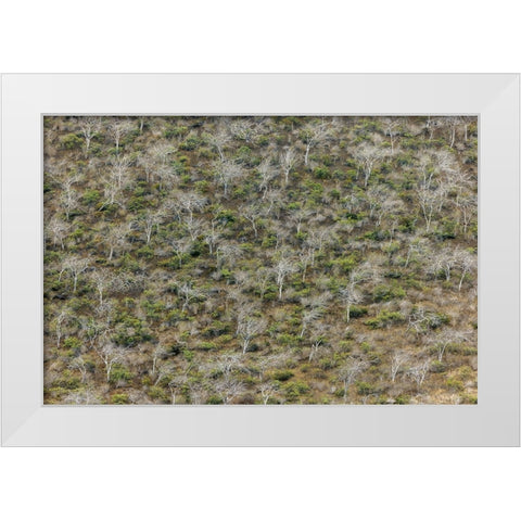 Hillside of palo santo trees Floreana Island-Galapagos Islands-Ecuador White Modern Wood Framed Art Print by Jones, Adam