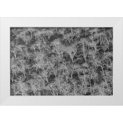 Hillside of palo santo trees Floreana Island-Galapagos Islands-Ecuador White Modern Wood Framed Art Print by Jones, Adam