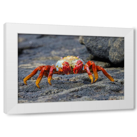 Sally lightfoot crab Floreana Island-Galapagos Islands-Ecuador White Modern Wood Framed Art Print by Jones, Adam