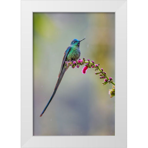 Male Long-tailed sylph-Ecuador White Modern Wood Framed Art Print by Jones, Adam