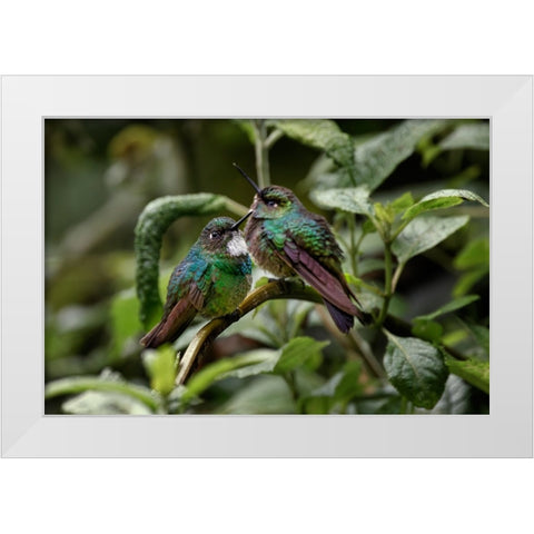 Pair of Green-crowned brilliant-Ecuador White Modern Wood Framed Art Print by Jones, Adam