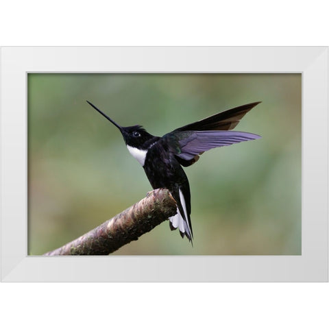 Collared Inca Ecuador White Modern Wood Framed Art Print by Jones, Adam