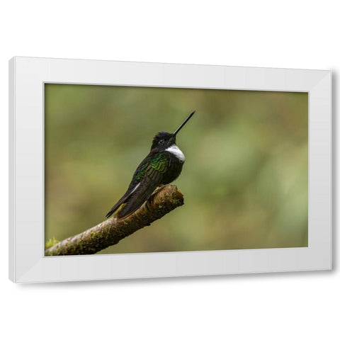 Collared Inca Ecuador White Modern Wood Framed Art Print by Jones, Adam