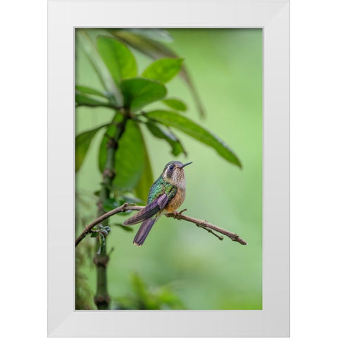 Speckled hummingbird-Ecuador White Modern Wood Framed Art Print by Jones, Adam