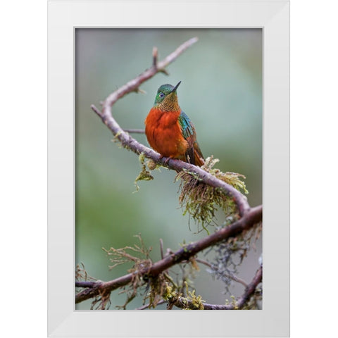 Chestnut-breasted Coronet-Ecuador White Modern Wood Framed Art Print by Jones, Adam