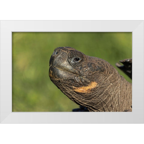 Galapagos giant tortoise Genovesa Island-Galapagos Islands-Ecuador White Modern Wood Framed Art Print by Jones, Adam