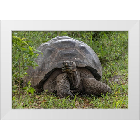 Galapagos giant tortoise Genovesa Island-Galapagos Islands-Ecuador White Modern Wood Framed Art Print by Jones, Adam
