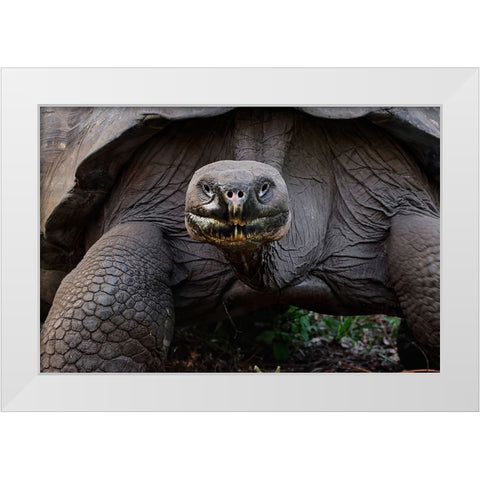 Galapagos giant tortoise Genovesa Island-Galapagos Islands-Ecuador White Modern Wood Framed Art Print by Jones, Adam
