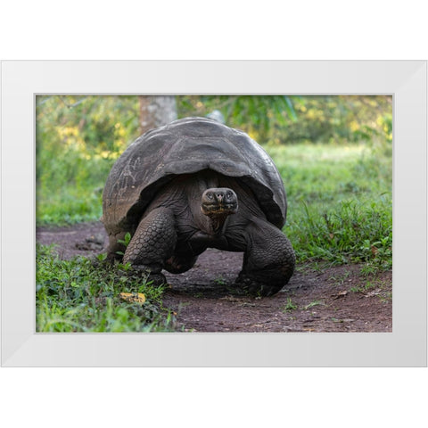 Galapagos giant tortoise Genovesa Island-Galapagos Islands-Ecuador White Modern Wood Framed Art Print by Jones, Adam