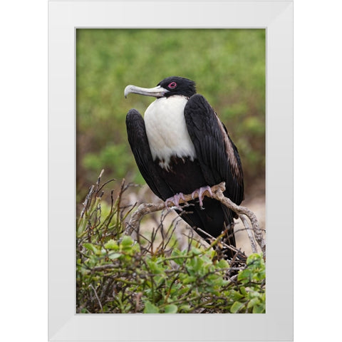 Female Great frigatebird-Genovesa Island-Ecuador White Modern Wood Framed Art Print by Jones, Adam