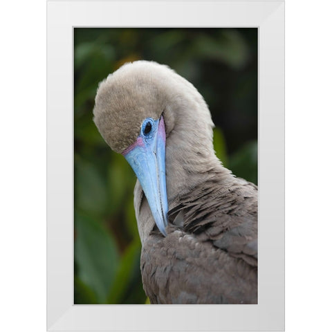 Red-footed booby nestling Genovesa Island-Galapagos Islands-Ecuador White Modern Wood Framed Art Print by Jones, Adam