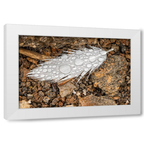 Nazca booby feather on ground with water drops Genovesa Island-Galapagos Islands-Ecuador White Modern Wood Framed Art Print by Jones, Adam