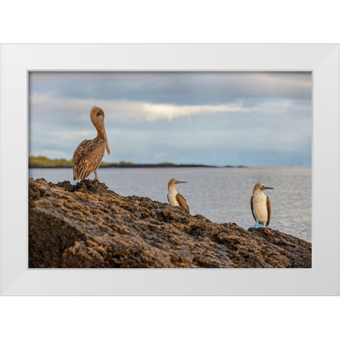 Blue-footed booby and brown pelican-Ecuador-Galapagos Islands-Santa Cruz Island White Modern Wood Framed Art Print by Jones, Adam