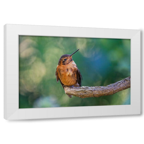 Shining sunbeam-Ecuador White Modern Wood Framed Art Print by Jones, Adam