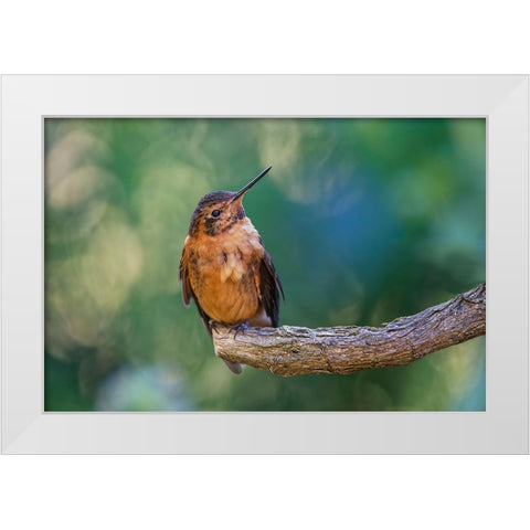 Shining sunbeam-Ecuador White Modern Wood Framed Art Print by Jones, Adam