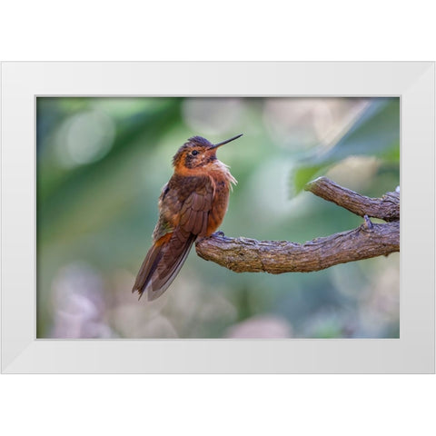 Shining sunbeam-Ecuador White Modern Wood Framed Art Print by Jones, Adam