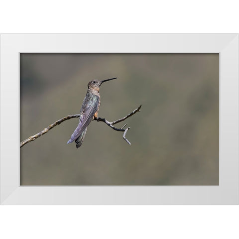 Giant hummingbird perched-Ecuador White Modern Wood Framed Art Print by Jones, Adam