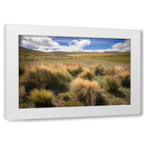 Paramo grass-Antisana Ecological Reserve-Ecuador White Modern Wood Framed Art Print by Jones, Adam