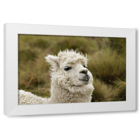 Alpaca-Antisana Ecological Reserve-Ecuador White Modern Wood Framed Art Print by Jones, Adam