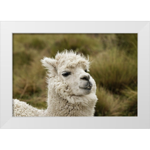 Alpaca-Antisana Ecological Reserve-Ecuador White Modern Wood Framed Art Print by Jones, Adam