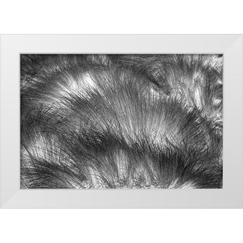 Paramo grass-Antisana Ecological Reserve-Ecuador White Modern Wood Framed Art Print by Jones, Adam