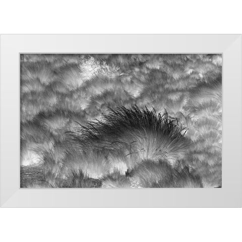 Paramo grass-Antisana Ecological Reserve-Ecuador White Modern Wood Framed Art Print by Jones, Adam