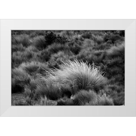 Paramo grass-Antisana Ecological Reserve-Ecuador White Modern Wood Framed Art Print by Jones, Adam